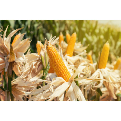 Corn Field On Crop Plant For Harvesting by Tortoon - Wrapped Canvas Print