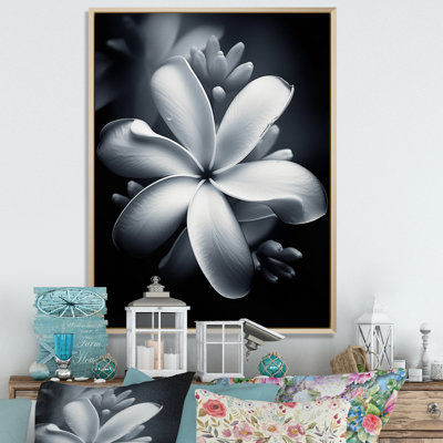 Blanc et noir exotique Plumeria Bloom II