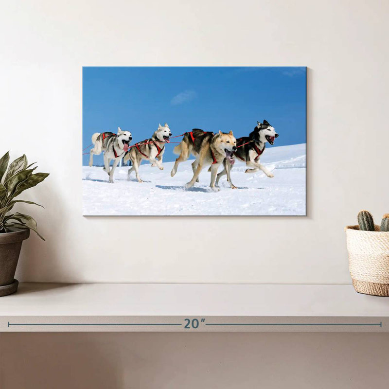 Chiens de traîneau Husky, H 8 po x l 12 po