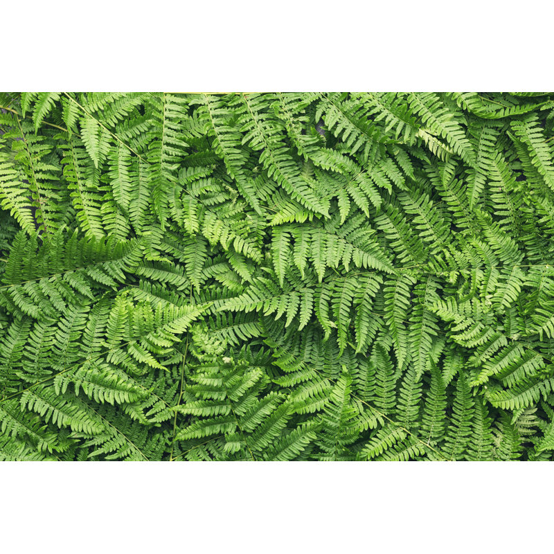Fern Leaves - Wrapped Canvas Print, 20cm H x 30cm W x 3.8cm D