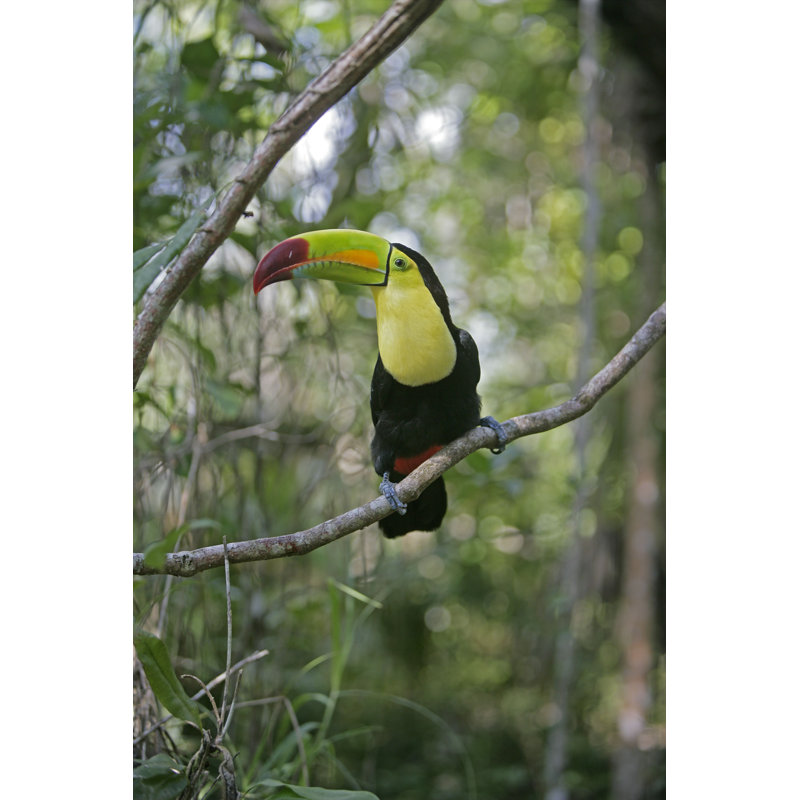 Toucan à quille - Photographie sur toile tendue, H 18 po x l 12 po