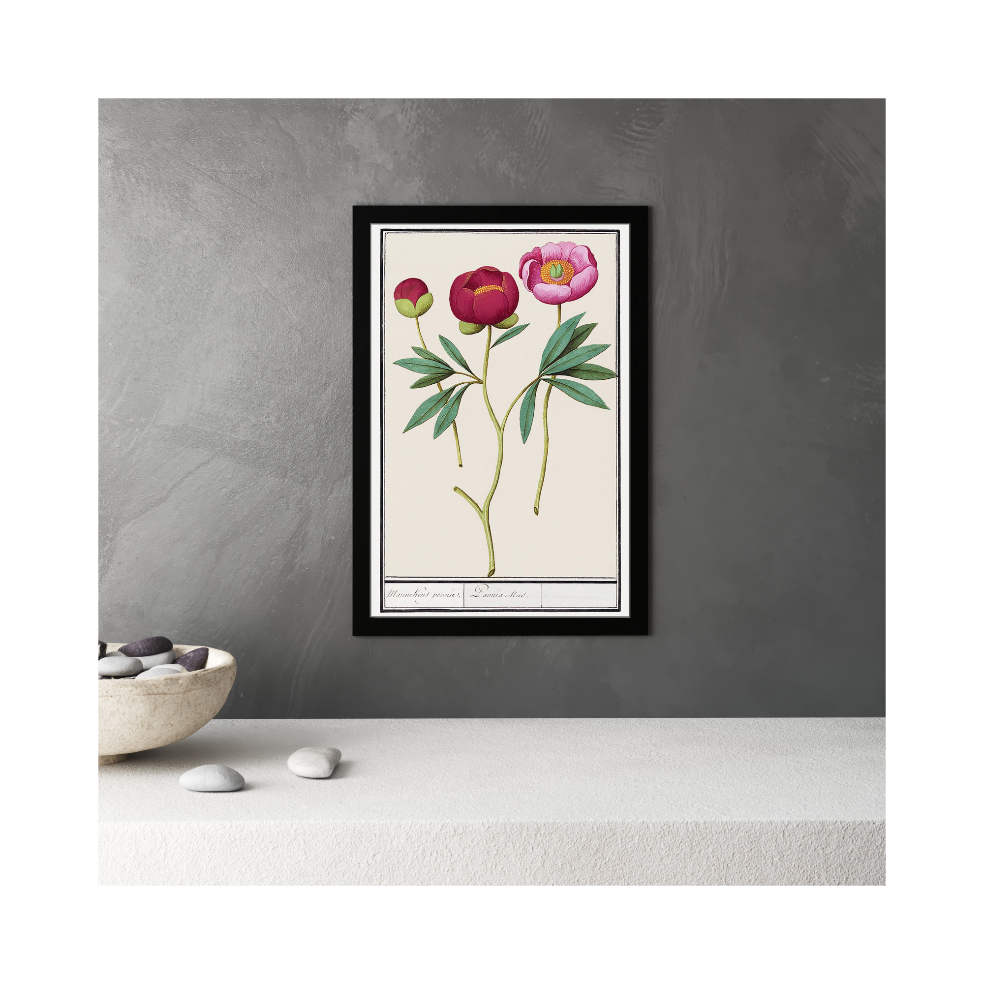Red And Pink Peony Botanical Study by Oliver Gal, Black, 32" H x 22" W