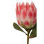 Fiori Protea Arrangement