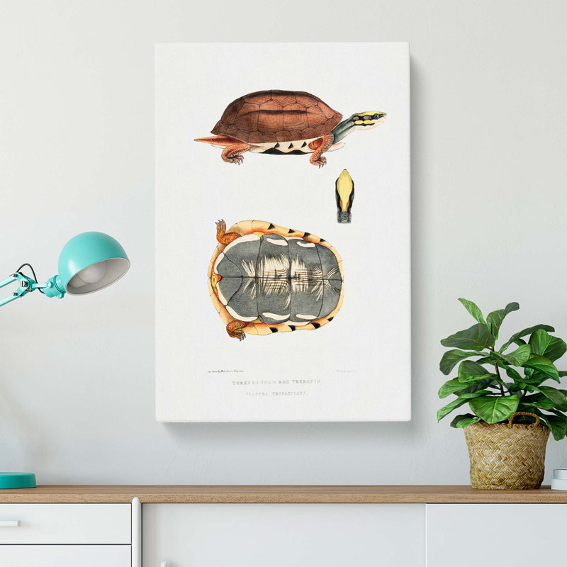 Three Banded Box Terrapin by John Edward Gray - Wrapped Canvas, 50cm H x 35cm W x 3cm D