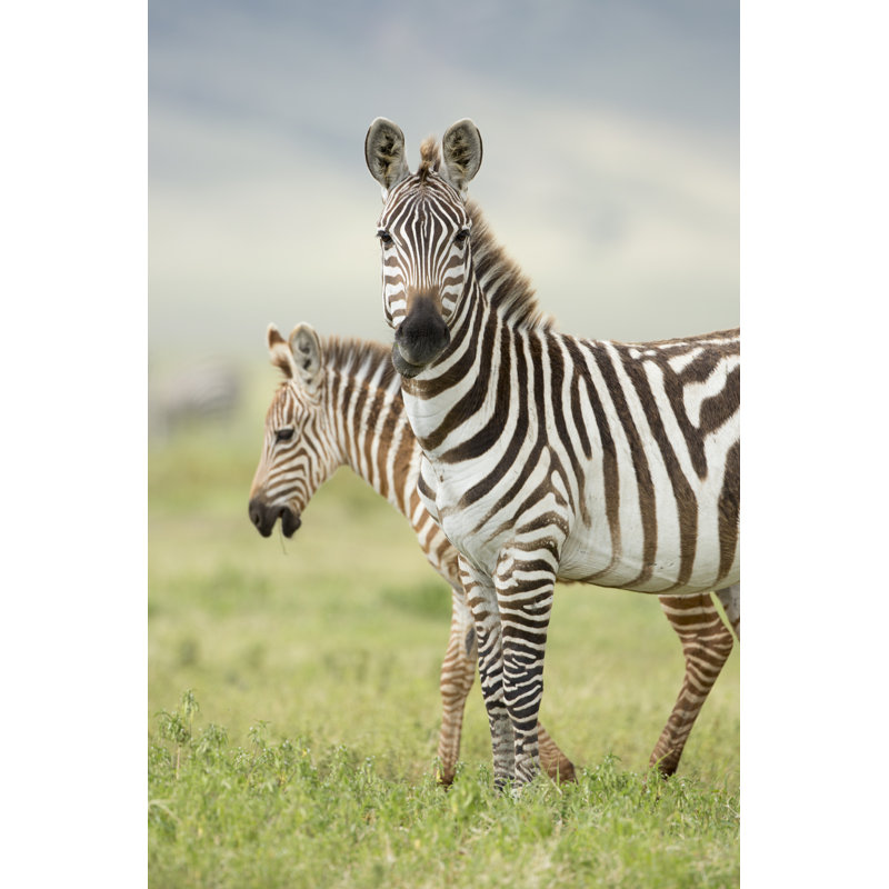 Zebra With Foal by StuPorts - Wrapped Canvas Print, 76cm H x 51cm W