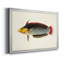 «Tropical Fish Collection IV», reproduction encadrée de qualité supérieure - prête à être accrochée-1569941374-1569941347-1569918807