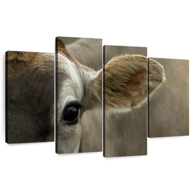 Oeil de bovin Brampt