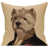 Brown Dog 3