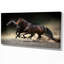 Animaux, chevaux, galop dans le désert, impression-35111693-29495978