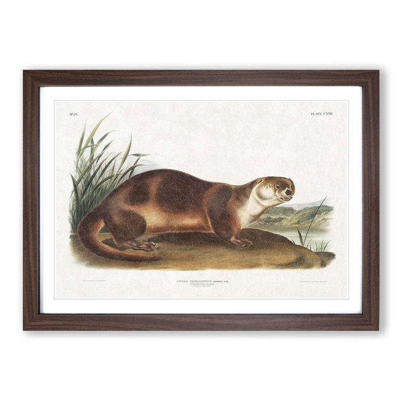 Canadian Otter by J.W. Audubon - Picture Frame Painting Print on MDF, 27cm H x 36cm W x 2cm D, Walnut Framed