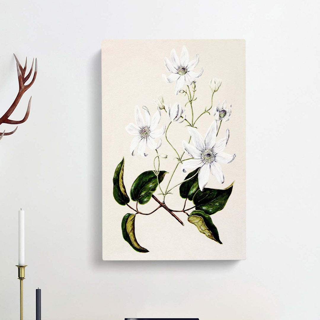 White Clematis Flowers by Sarah Featon - Wrapped Canvas
