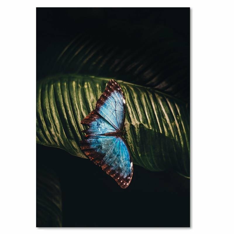Galeriedruck for Sale mit Fliegende Schmetterlinge Morpho und
