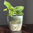 Bamboo Blooms 7" Butterfly Round Self-Watering Indoor/Outdoor Bamboo Plant Pot