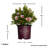 1 Gallon Autum Chiffon Encore Azalea Live Low Maintenance Plant