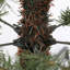 210cm H Lighted Artificial Pine Christmas Tree