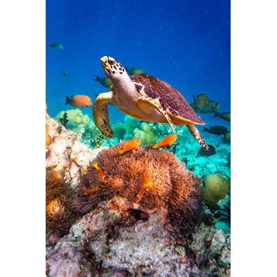 Hawksbill Turtle 1 Piece Wrapped Canvas Wall Art