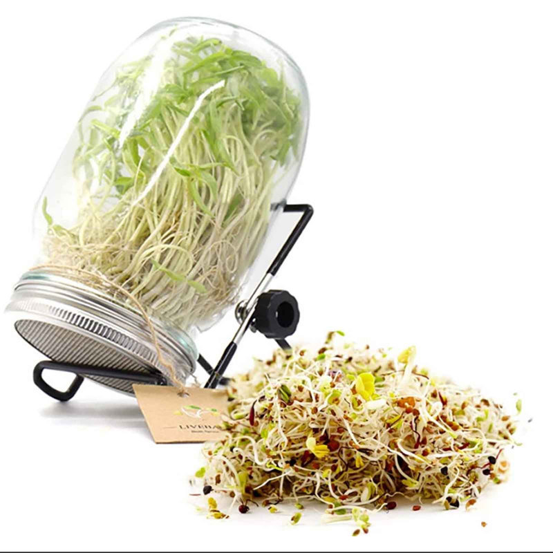 Support de germination en acier inoxydable pour support de germination