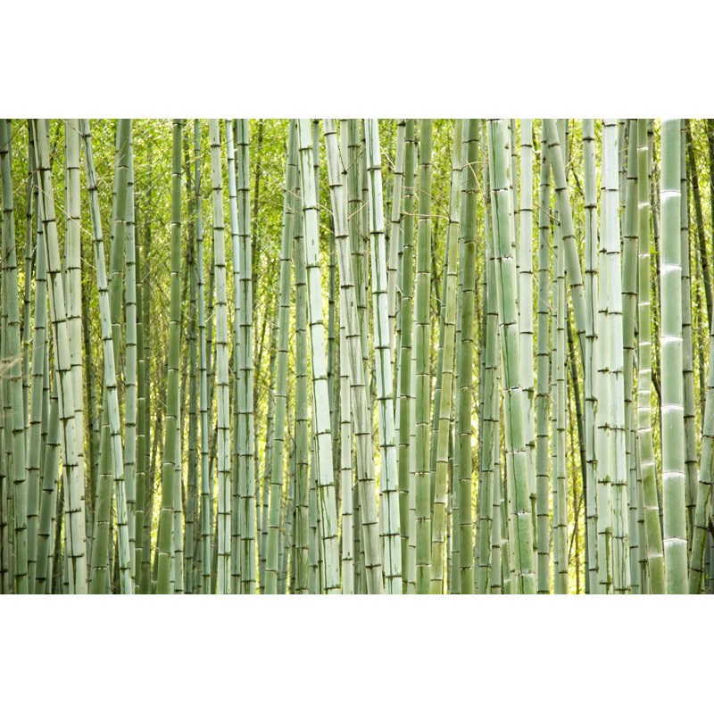 Bamboo Trees - Photographie sur toile tendue, H 8 po x l 12 po