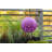 Soji 12'' Solar Powered Integrated LED Outdoor Lantern-92541103