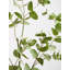 76cm Eucalyptus Branch