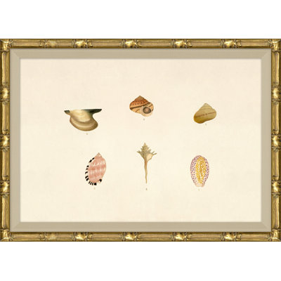 Malacology Study, Plate VIII