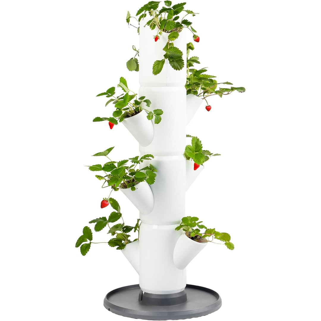 Rackhams White Sissi Strawberry Easy-Watering Strawberry Tree - Starter - Image 3