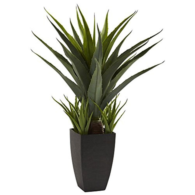  Agave w/Black Planter