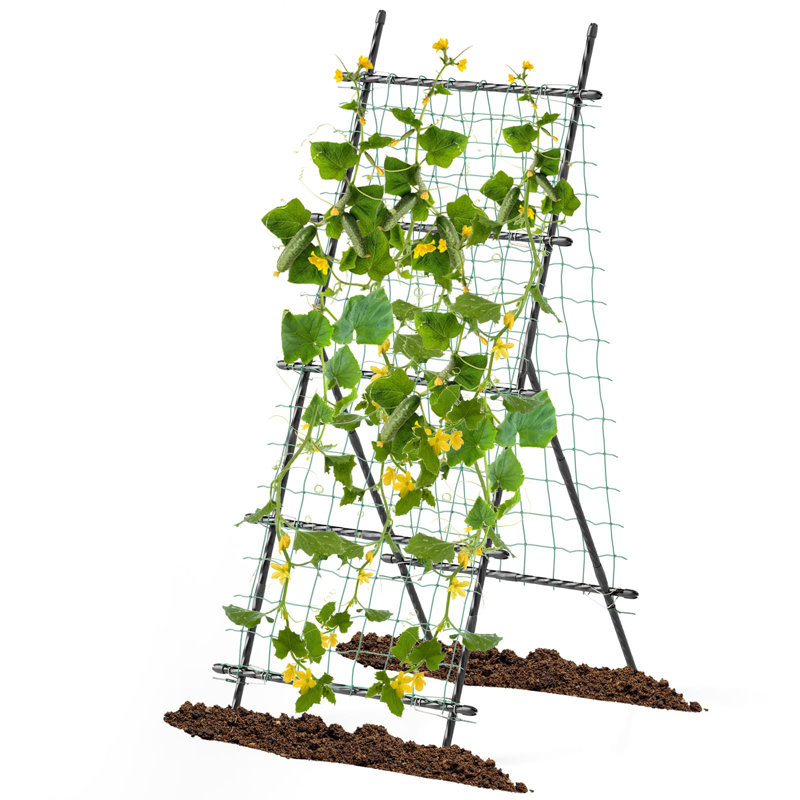 190cm H x 80cm W Metal Arched Trellis