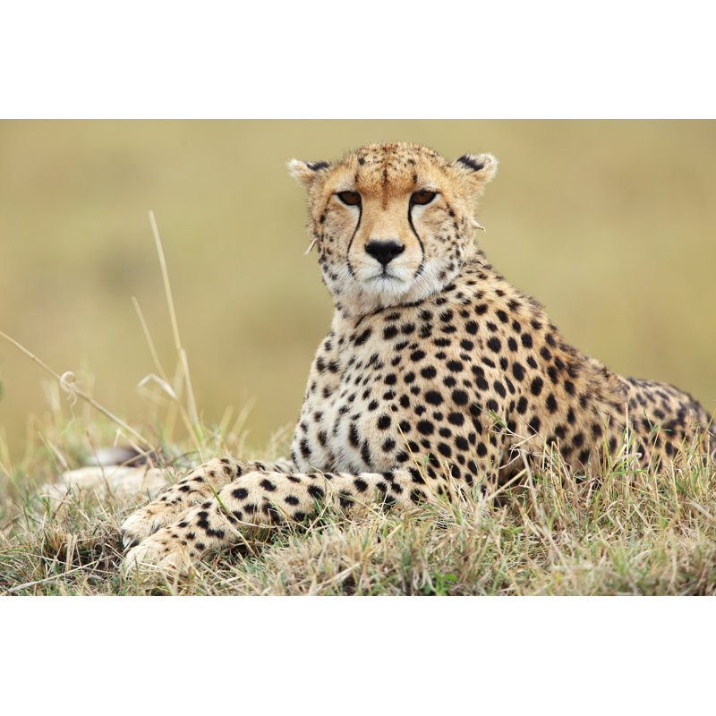 Cheetah Portrait - Wrapped Canvas Print, 20cm H x 30cm W x 3.8cm D