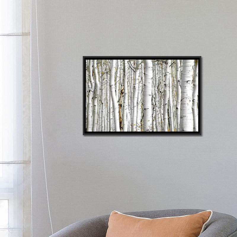 " Birch Wood " by PhotoINC Studio, 18" H x 26" W x 1.5" D, Black Framed Canvas, No Mat