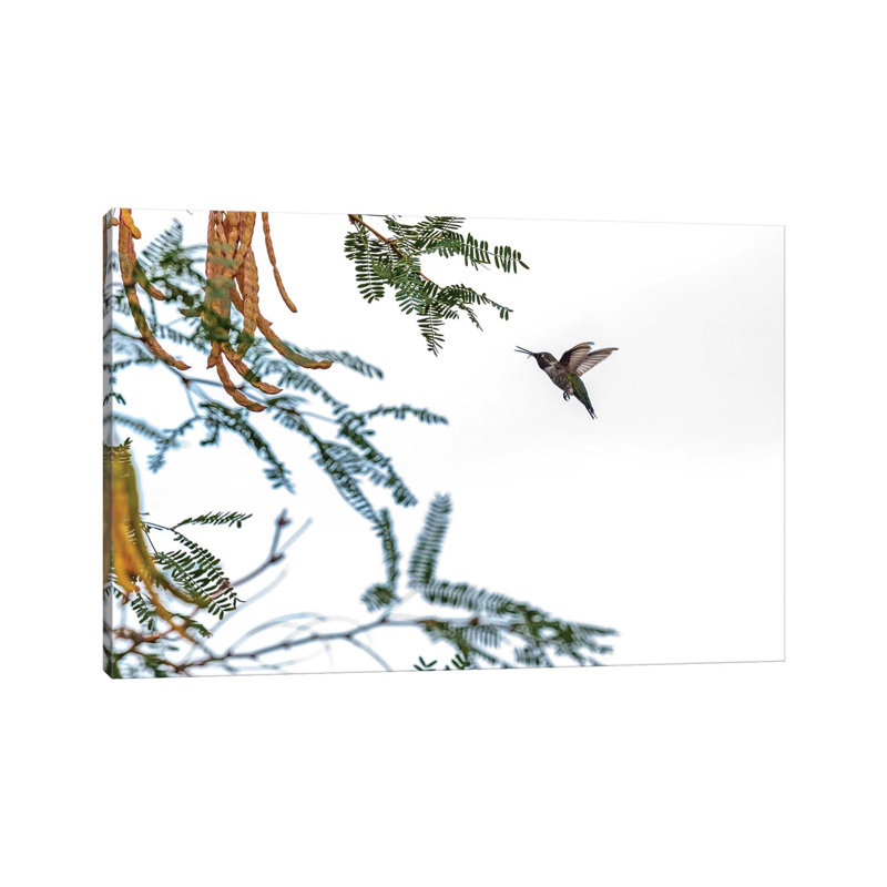 Hummingbird In Flight Isolated On White Sky by Susan Richey - Wrapped Canvas Gallery-Wrapped Canvas Giclée