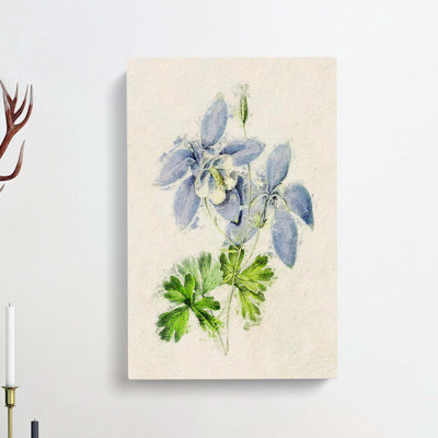 Illustration of Columbine Flowers - Wrapped Canvas