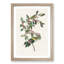 Nashville Warbler Birds by John Audubon - Picture Frame Painting Print-55577171-55577170