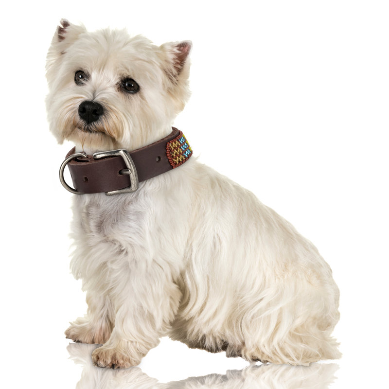 Collier pour chien en cuir perlé Jabulani - ruisseau de montagne, H 0,25 po x l 1,00 po x P 14,00 po