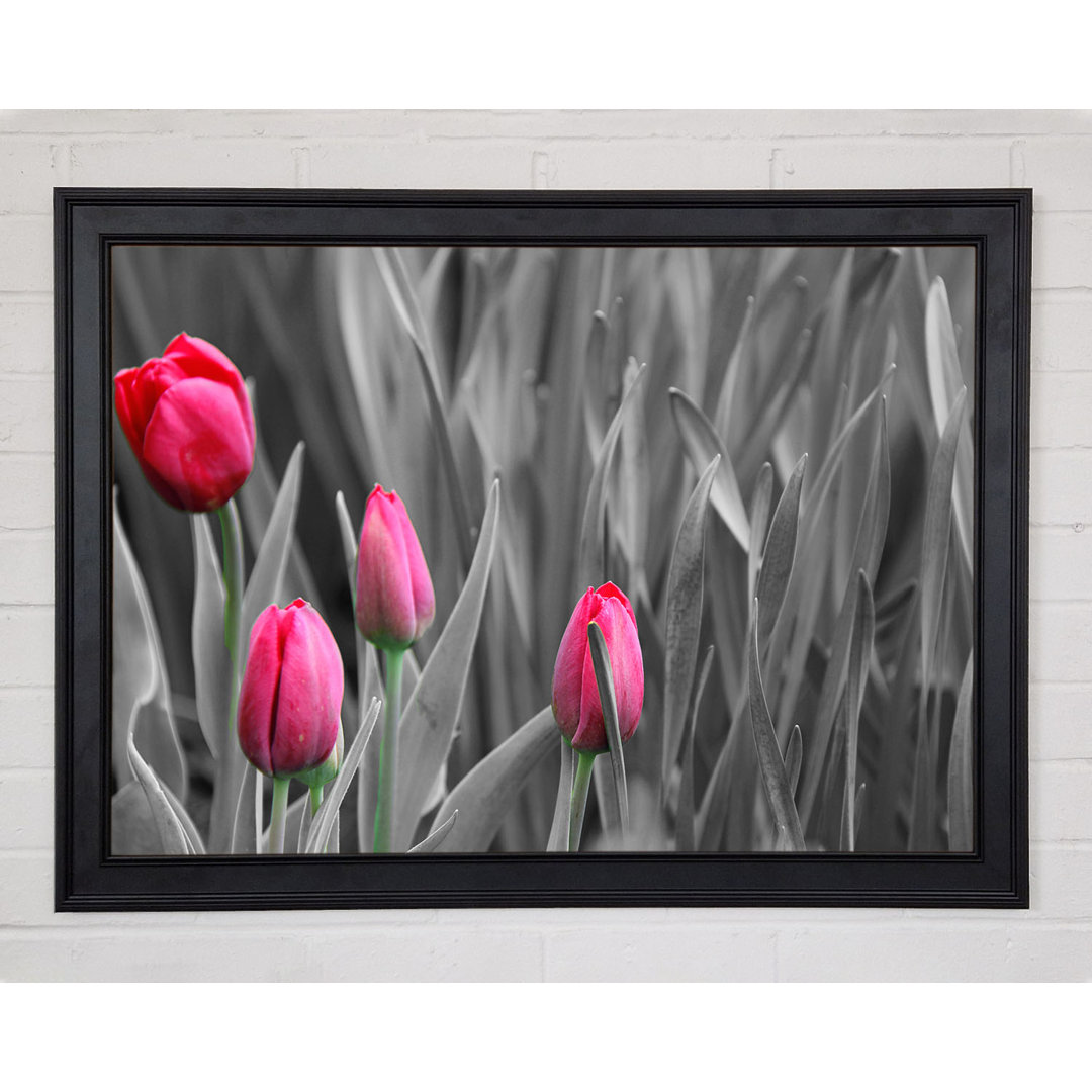 Gerahmtes Leinwandbild Pink Tulips Black And White