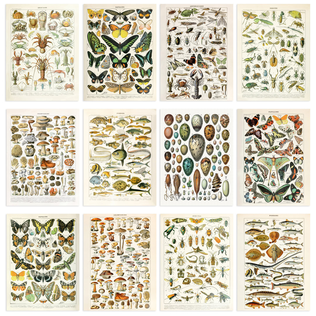 Collection Of Vintage Millot Encyclopedia Mushrooms Insects Butterflies Beetles 12-Piece Set Unframed Wall Art Prints Aesthetic Illustrations
