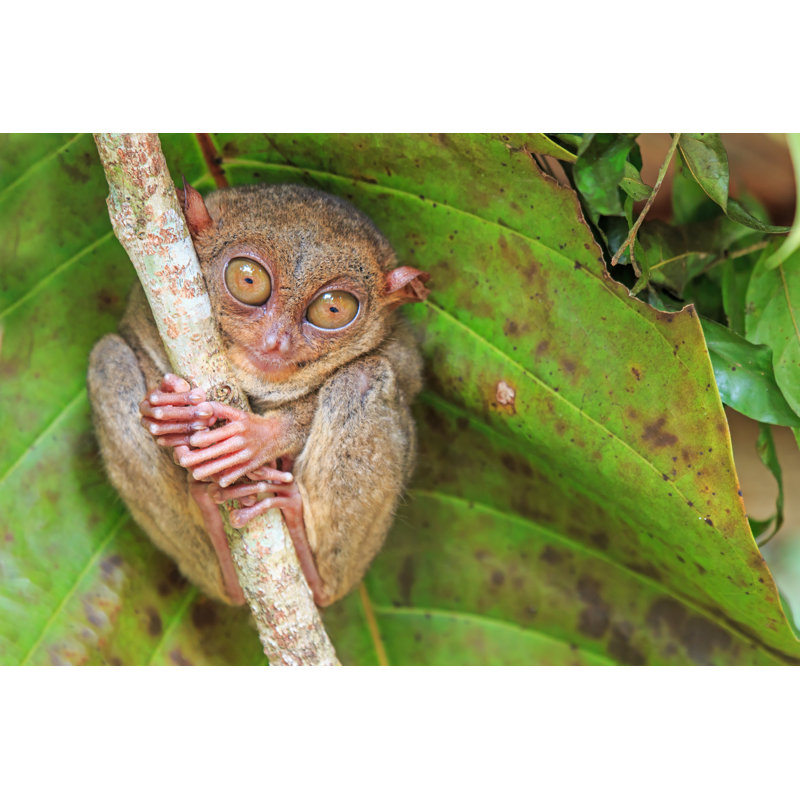 Tarsier In Cebu by Outcast85 - Wrapped Canvas Print, 30cm H x 46cm W