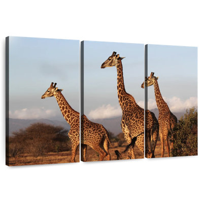 Brampt Three Brown Giraffes