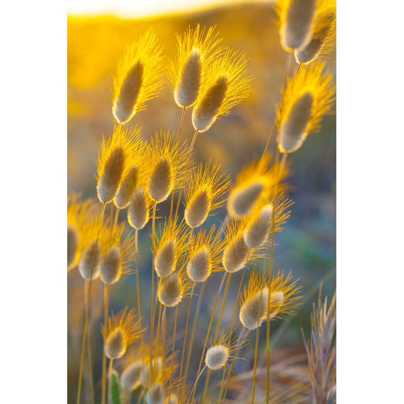 Lagurus Ovatus by Imv - No Frame Print on Canvas, 76cm H x 51cm W