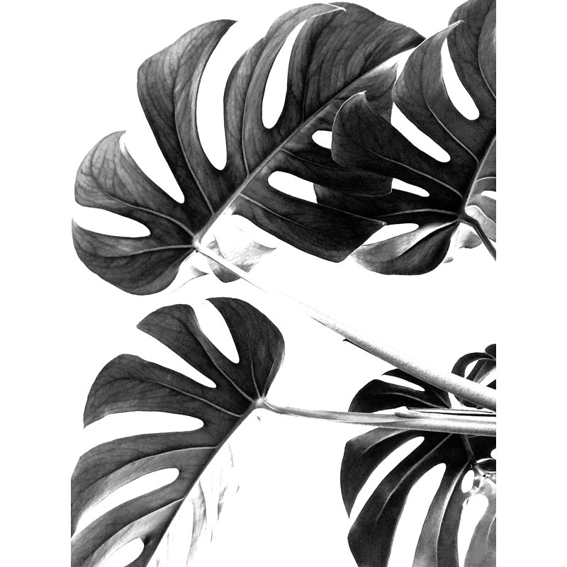 Monstera noir et blanc - impression, H 18 po x l 12 po
