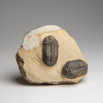 Deux Asphus Lepidurus Trilobites dans une matrice du Maroc (389 grammes)