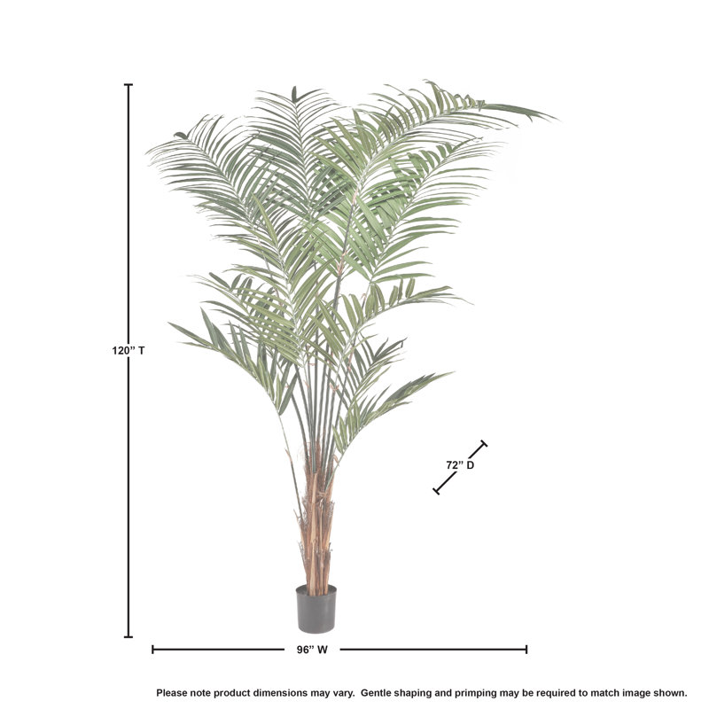 Arbre en pot 10 po KENTIA