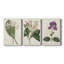 Antique Botanical Collection IV - Toile tendue avec châssis sur mesure - 3 pièces-686269744