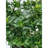 Cagle Primrue Gardenia Live Plant