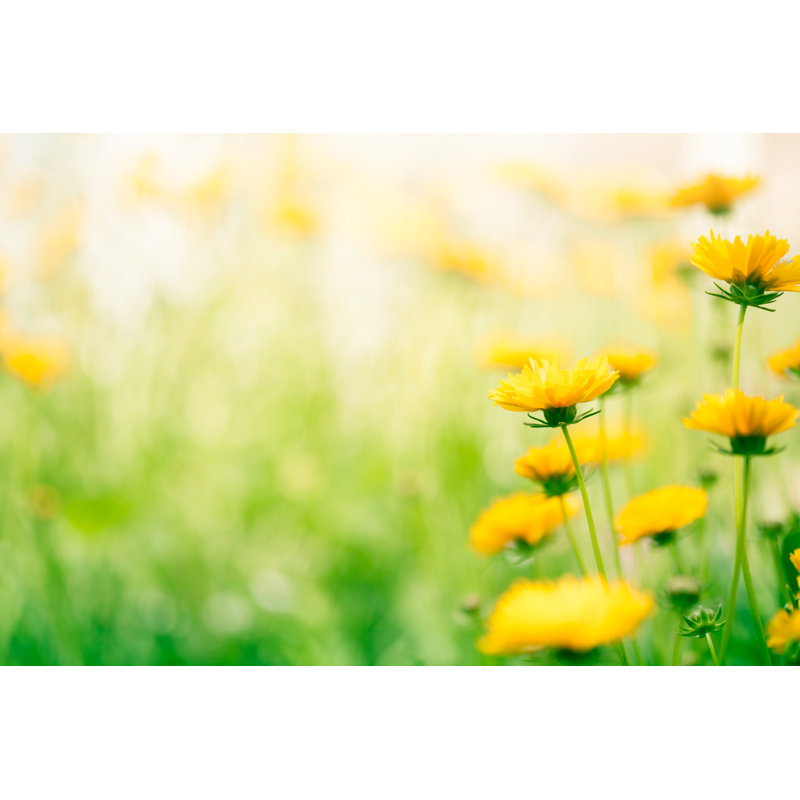 Fleurs printanières dans la prairie par Jasmina007, H 20 po x l 30 po