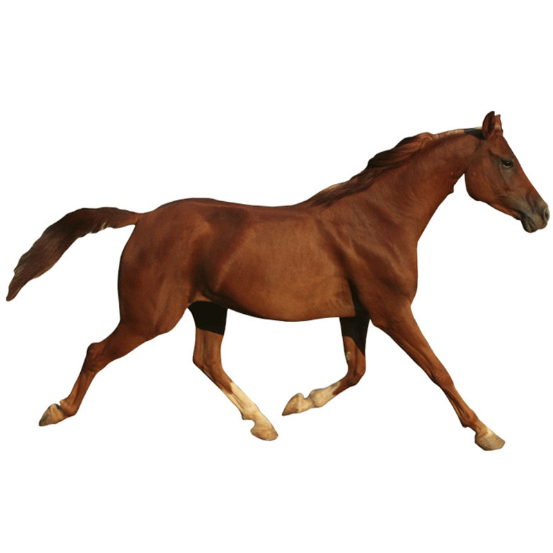 Animals Non-Wall Damaging Wall Decal, 52" H x 84" W