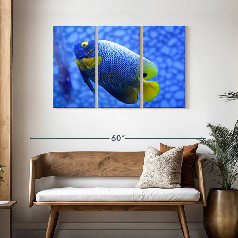Angelfish bleu corail Brampt, H 28 po x l 45 po