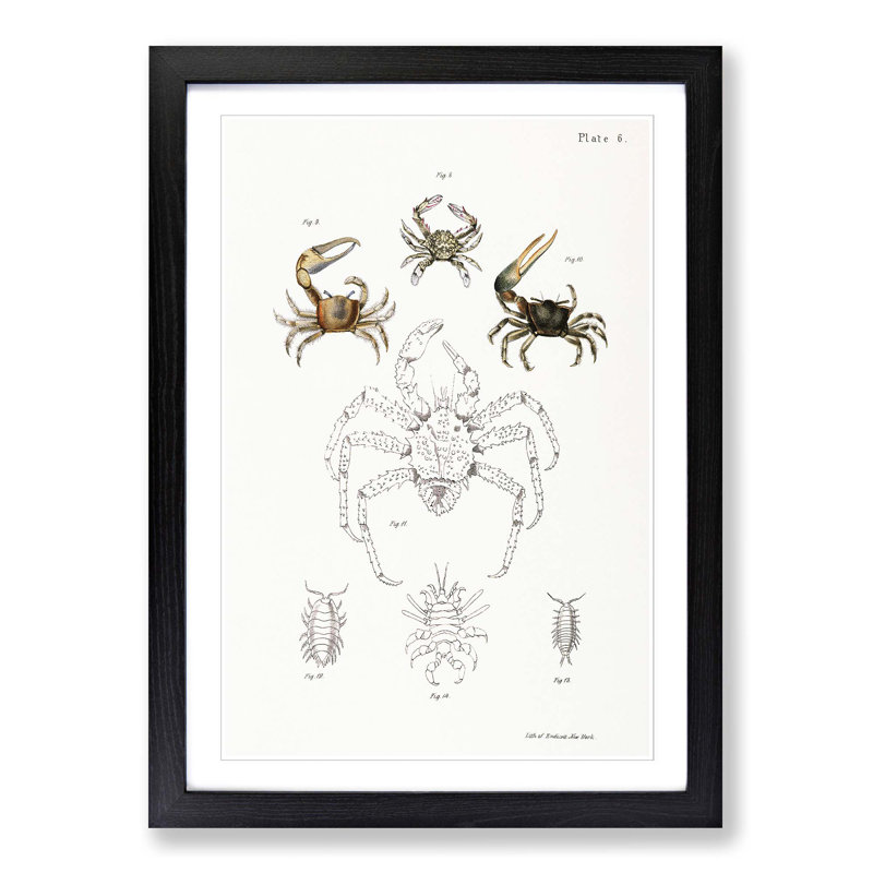 Crabs & Sea Creatures PL. 8 by J.E. De Kay - Framed Print, Black Framed, 48cm H x 36cm W x 2cm D