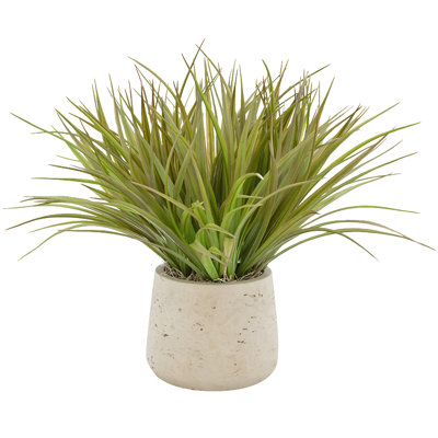 Variegated Desktop Foliage Grass in Pot