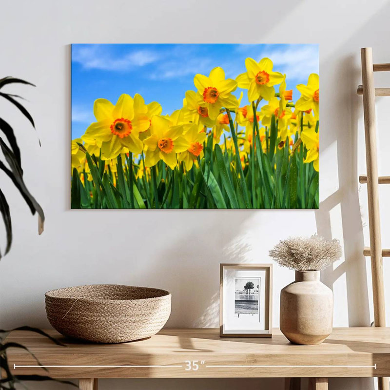 Jonquilles d'été Harnek, H 16 po x l 24 po